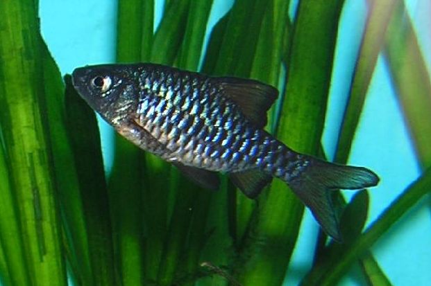 Puntius oligolepis